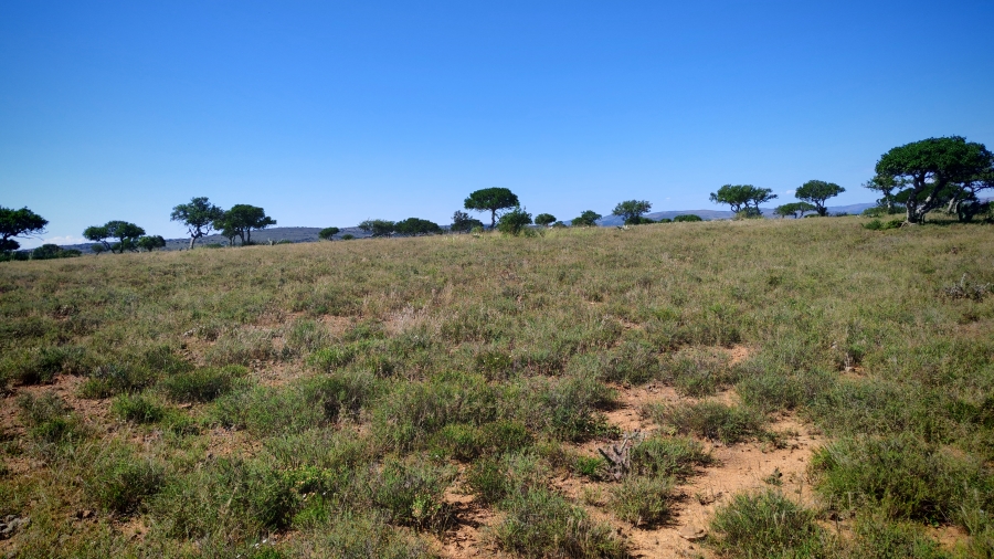 0 Bedroom Property for Sale in Somerset East Rural Eastern Cape